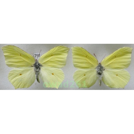 Gonepteryx rhamni (Linnaeus, 1758) 2xmale Poland79f